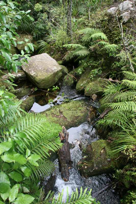 Nieuw-Zeeland 2011 - 1030
